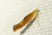 Argyresthia albistria
