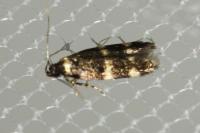Oegoconia