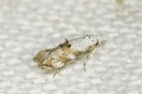 Bucculatrix frangutella