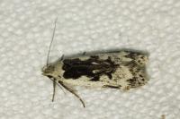 Anacampsis