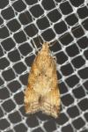 Brachmia blandella