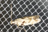 Caryocolum blandellum