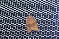 Pandemis dumetana