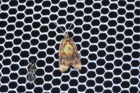 Ditula angustiorana