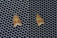 Archips xylosteana