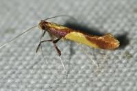 Caloptilia alchimiella