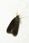 Homaloxestis briantiella