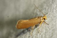 Crassa unitella
