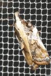 Acleris cristana