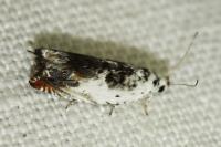 Ancylis laetana