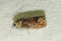 Cydia splendana