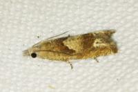 Eucosma conterminana