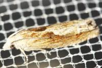 Eucosma gr. cana
