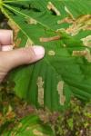 Cameraria ohridella