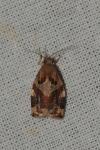 Archips xylosteana