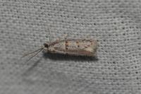 Symmocoides oxybiella