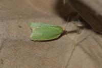 Tortrix viridana