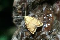 Acleris bergmanniana