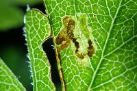 Stigmella crataegella