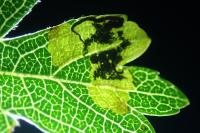 Stigmella hybnerella