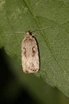 Agonopterix ocellana