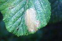 Coptotriche marginea