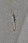 Coleophora