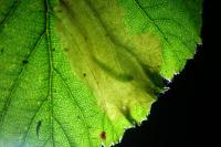 Coptotriche marginea