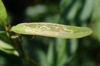 Caloptilia cuculipennella