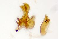 Metzneria intestinella