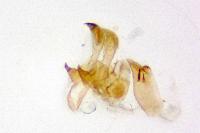 Metzneria intestinella