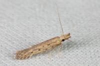 Pyncostola bohemiella