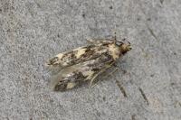 Oegoconia