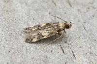Oegoconia