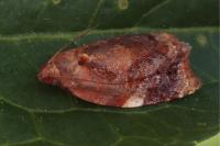 Ditula angustiorana
