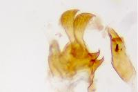 Metzneria intestinella