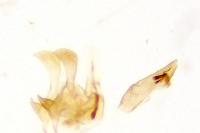 Metzneria intestinella