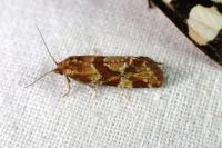 Aethes hartmanniana