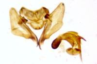 Aethes hartmanniana