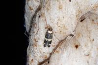 Oegoconia