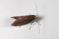 Agnoea