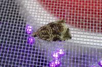 Celypha lacunana