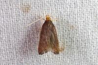 Eurodachtha pallicornella
