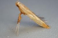 Caloptilia hemidactylella