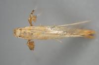 Caloptilia hemidactylella