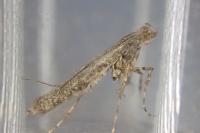 Caloptilia cuculipennella