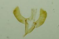 Caloptilia cuculipennella