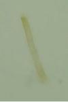 Caloptilia cuculipennella