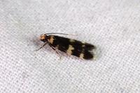 Oegoconia