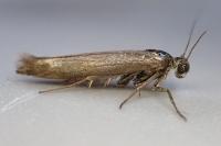 Scythris limbella